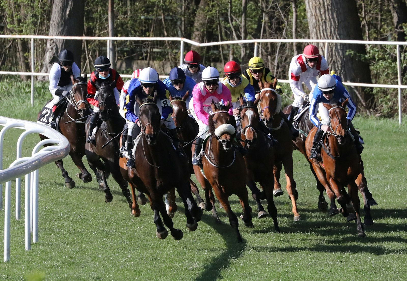 Polo & Hipismo